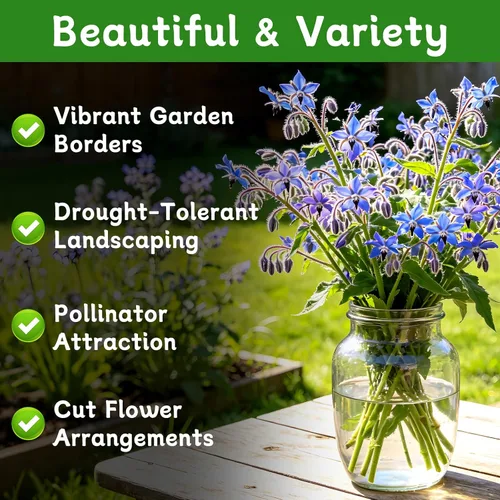 Miniatura 2 de LUOJIBIE Semillas de borraja, más de 2,000 semillas de borraja azul para plantar en exteriores e interiores, semillas de flores a granel