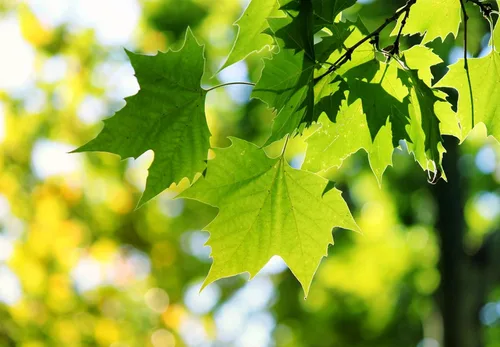 Miniatura 2 de Sycamore 3 plantas vivas Platanus Occidentalis Árbol de sombra de rápido crecimiento, planta de paisaje ornamental, ideal para jardines
