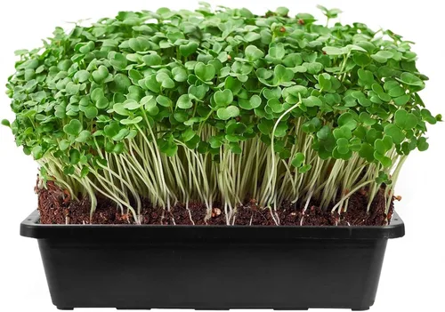 Miniatura 6 de SINJEUN Paquete de 15 bandejas de malla para principiantes, bandeja de plástico de 15 x 12 pulgadas, bandejas de germinación de plantas de malla