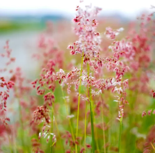 Miniatura 7 de Outsidepride - 50 semillas de la hierba ornamental perenne Rhynchelytrum Ruby para sembrar