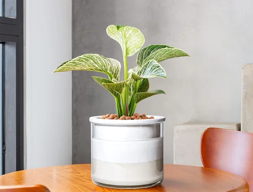 Miniatura 2 de Maceta auto-regante Phoenix Vine de 6 pulgadas, diseño en terracota blanca para plantas, maceta cilíndrica de terracota interior con jarrón de Blanco