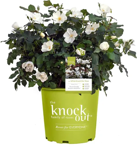 Miniatura 16 de Green Promise Farms Rosa Knock Out (Reblooming) Rose, contenedor tamaño 2, flores de coral