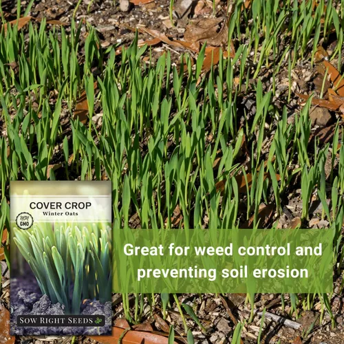 Miniatura 5 de Sow Right Seeds - Semilla de avena de invierno para plantar - Cubre los cultivos para plantar en tu huerto casero - Enriquece el suelo - Suprime