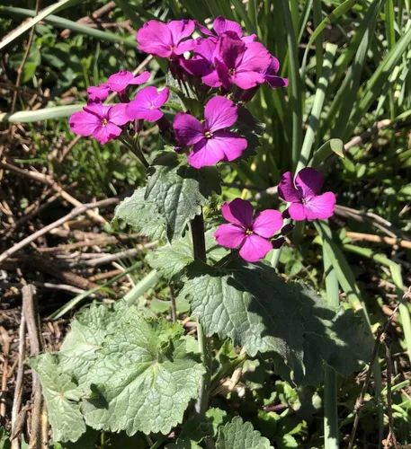 Miniatura 3 de Smoke Camp Crafts Semillas orgánicas de plantas de dinero (Lunaria Annua Violet) 25 semillas (0.02 oz) - Honesty, Moneywort, Moonwort, Silver Dollar