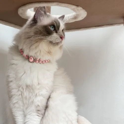 Miniatura 3 de Collares de perlas grandes para perros pequeños y gatos con decoración de diamantes de imitación de cristal, collar ajustable de piel sintética