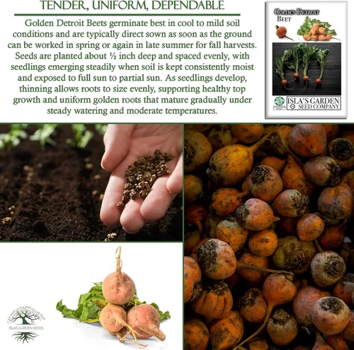 Miniatura 5 de Semillas de remolacha Golden Detroit (Beta vulgaris) – Más de 100 semillas de reliquia sin OMG de Isla's Garden Seeds, remolacha dorada dulce