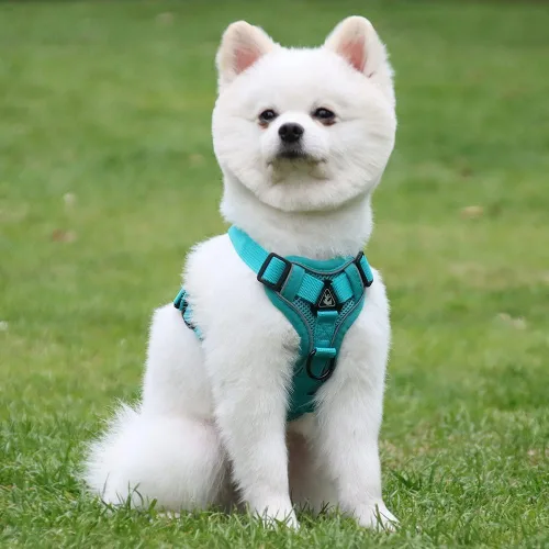 Miniatura 3 de Arnés para cachorro, juego de arnés y correa para gato, arnés sin tirones para perro y gato, malla suave, transpirable, reflectante, chaleco