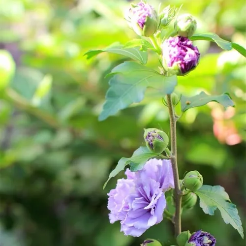Miniatura 7 de Arbusto Althea de rosa púrpura de Sharon, arbusto de hibisco resistente bien arraigado de 7-13 pulgadas de alto con flores de verano para paisaje al