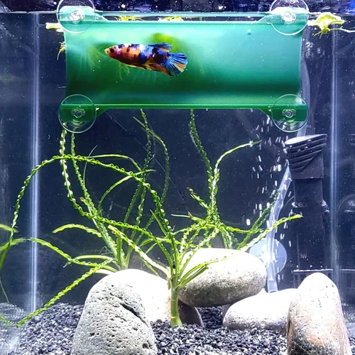 Miniatura 11 de Marca Betta Tunnel (negro opaco)