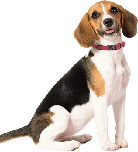 Miniatura 6 de MiMu Collar pequeño de silicona para perro, collar de perro elegante rosa de 17 pulgadas con hebilla de cierre y bucle de correa con anillo en D
