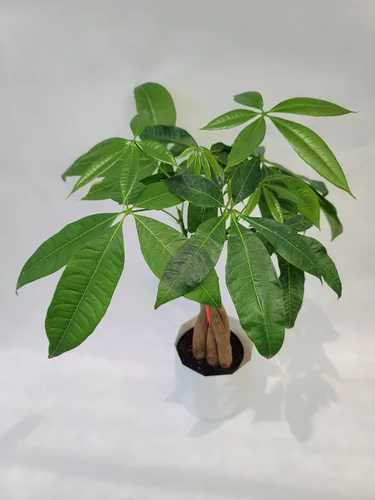 Planta viva trenzada de árbol chino del dinero, ahora disponible en maceta geométrica de riego automático, Pachira Aquatica, árbol bonsái vivo,