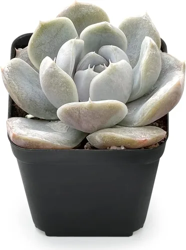 Miniatura 2 de Sprout N Green Echeveria 'Snow Bunny', suculenta viva totalmente enraizada en maceta de 2 pulgadas con tierra, planta de interior y exterior, hogar