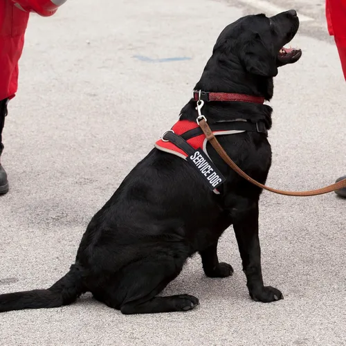 Miniatura 7 de Pistha 12 Piezas de Parches Tácticos Removibles para Arnés de Perro de Servicio, Chaleco para Perro de Servicio, Parches "Do Not Pet" para Perros