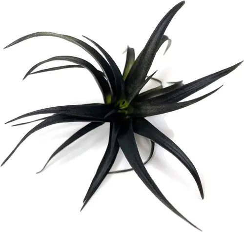 Planta de aire Capitata coloreada, Tillandsia, planta de aire, purificación de aire, planta de casa, decoración del hogar y regalo, planta viva
