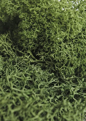 Miniatura 3 de SuperMoss Musgo decorativo preservado de renos de larga duración para decoración floral, plantas en macetas y macetas de interior, bosque
