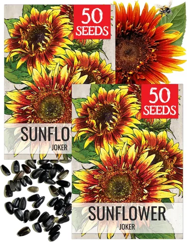 Miniatura 16 de Seed Needs Semillas de girasol para plantar girasoles de manchas solares enanas, semillas de flores de corte anual de polinización abierta
