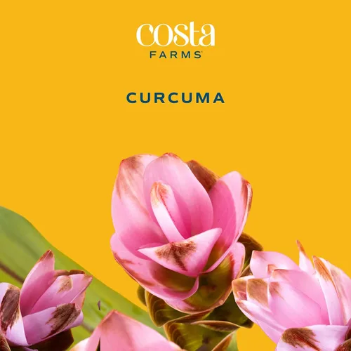 Miniatura 3 de Costa Farms Curcuma, planta viva de jengibre oculto en maceta de plástico, planta de interior con flores al aire libre, perfecta para decoración