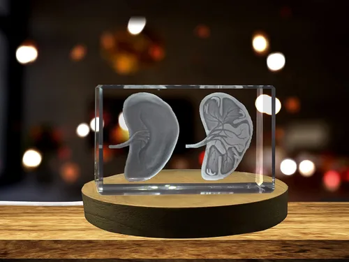 Miniatura 28 de Regalo para médicos 3D grabado en cristal recuerdo/regalo/decoración/(pequeño (3 x 2 x 2 pulgadas), arterias)