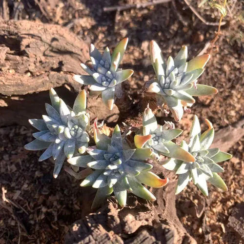 Miniatura 3 de Dudleya Gnoma S.W.McCabe - Plantas suculentas vivas raras, más de 5 cabezas, tamaño de maceta de 3.4 pulgadas, planta viva rosa, excluye tierra