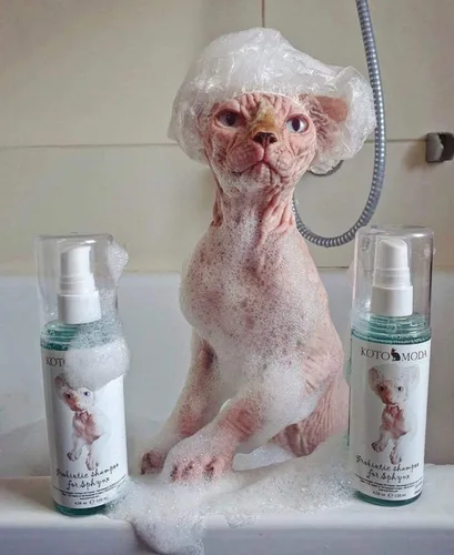 Miniatura 5 de Kit de champú probiótico + dispensador de espuma para gatos Sphynx, limpiador suave sin perfume con pH equilibrado para razas sin pelo y pelo corto