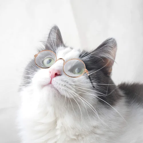 Miniatura 7 de 10 lentes de sol para gatos y perros, gafas divertidas para mascotas, redondas, de metal, pequeñas, clásicas, retro, para mascotas, hippie, lindo