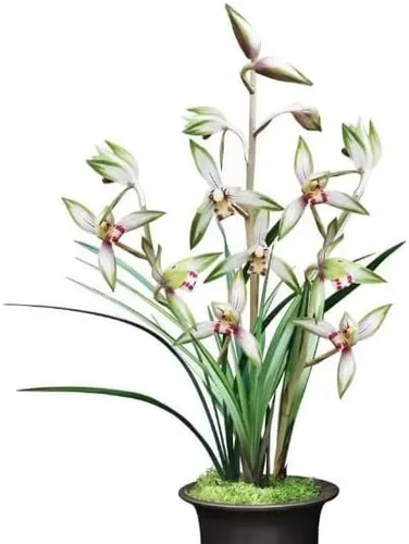 CYM Live Cymbidium Ensifolium - Orquídeas perfectas para alféizares de ventanas o interiores, se envían sin flores-GaoShanChunSe