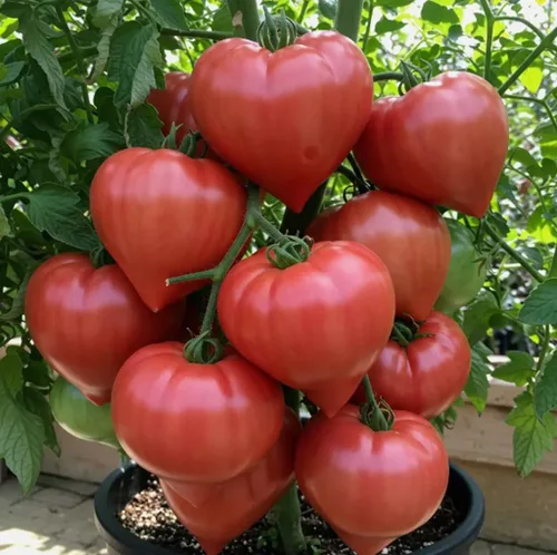 100 semillas de tomate gigantes raras de Oxheart Semillas de verduras enormes y sabrosas reliquias