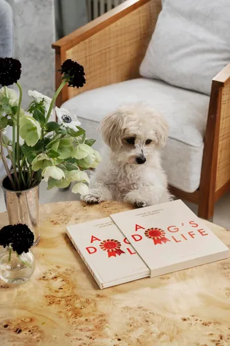 Miniatura 6 de Life of a Dog by Printworks