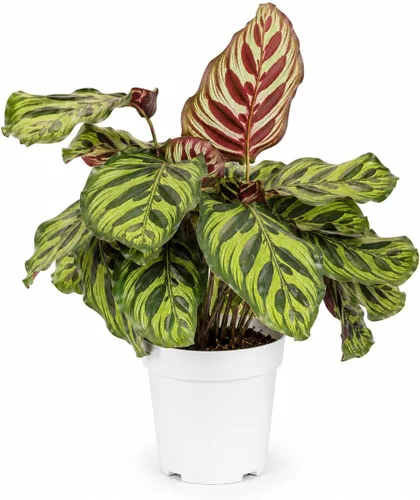 Miniatura 21 de Agloanema Garnet House Plant, Chinese Evergreen Live Plant for Indoor Spaces, Colorful Aglaonema Live Plant, Feng Shui Plants Live Houseplants for