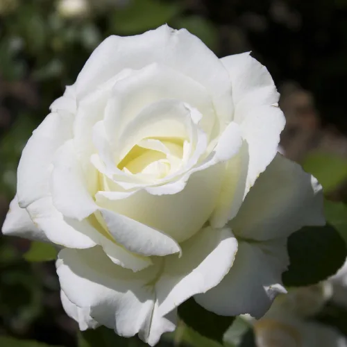 Miniatura 2 de Planta de rosa viva para plantar en interiores y exteriores, 5-10 pulgadas de alto, flores fragantes bien enraizadas, arbusto de rosas (rosa blanca)