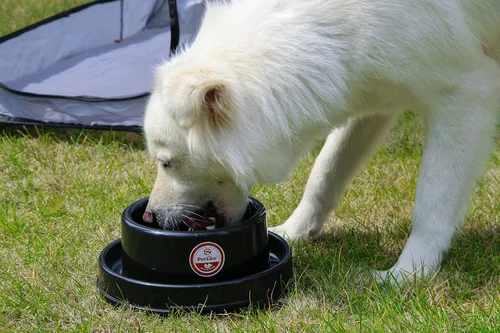 Miniatura 4 de PetLike Paquete de 2 cuencos a prueba de hormigas para perros y gatos, cuencos de agua para alimentos para mascotas con foso, platos antideslizantes