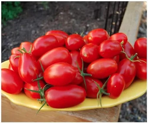 Juliet Hybrid Cherry Tomate Seeds (25 semillas) (40 semillas) Semillas para plantar, granja, cultivo en jardín, invernadero, vegetales, frutas