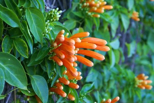 Miniatura 9 de UPC0764425789901 - Semillas de vid naranja gigante (Pyrostegia venusta) de Robsrareandgiantseeds UPC0764425789901 sin OMG, orgánico, cultivador