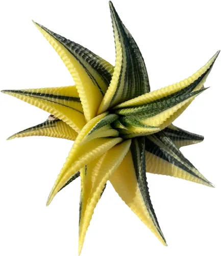 Plantas suculentas raras Haworthia Limifolia variegata – Plantas vivas únicas de interior | Bajo mantenimiento | Ideal para coleccionistas, hogar,