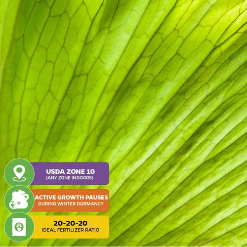 Miniatura 5 de Planta viva de helecho cuerno de ciervo de elefante, Platycerium Elephantotis de Wellspring Gardens, plantas de interior vivas, perfectas