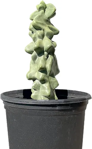Cactus Outlet - Totem Pole Live Cactus, plantas de cactus vivas, plantas vivas para uso en interiores y exteriores, 12-18 pulgadas, cactus vivo