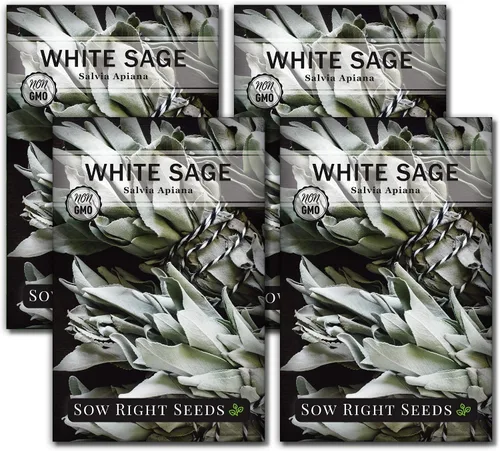 Miniatura 9 de Sow Right Seeds - Semilla de salvia blanca para plantar - Paquete de reliquia sin OMG con instrucciones para plantar y cultivar un jardín de hierbas
