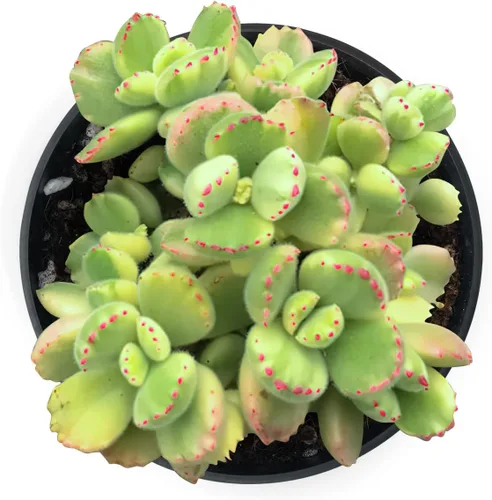 Miniatura 2 de Sprout N Green Bear's Paws - Suculenta viva totalmente enraizada en macetas de 4 pulgadas con mezcla de tierra, planta de casa rara para decoración