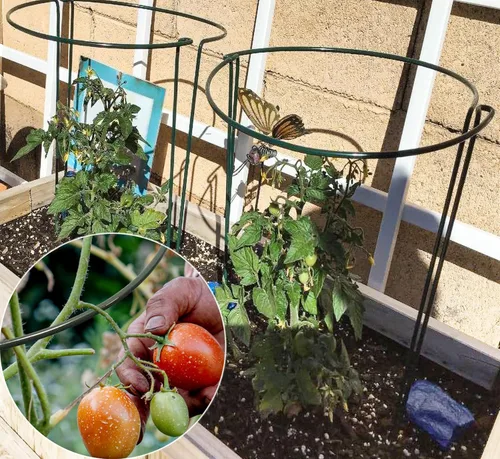Miniatura 9 de TCBWFY Paquete de 10 estacas de soporte para plantas de peonía, 10 pulgadas de ancho x 24 pulgadas, jaulas de peonía de alta resistencia de 0.177 in