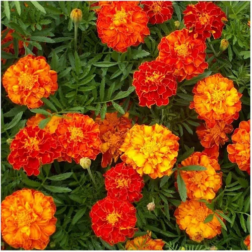 Miniatura 3 de Everwilde Farms - 500 semillas de flores silvestres de caléndula francesa Sparky Mix - Paquete de semillas jumbo Gold Vault
