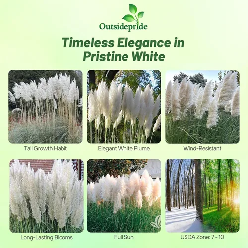 Miniatura 2 de Outsidepride Semillas de hierba de pampa blanca: 1,000 piezas. Hierba ornamental perenne, tolerante a la sequía para bordes de jardín grandes