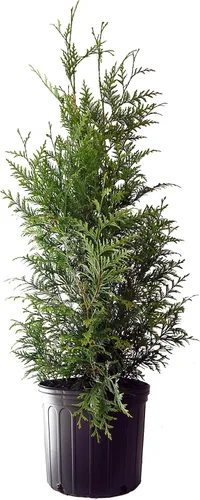 Miniatura 11 de Planta viva Green Promise Farms, Thuja occidentalis 'Smargd' Emerald Green Arborvitae #3 Contenedor de tamaño Evergreen