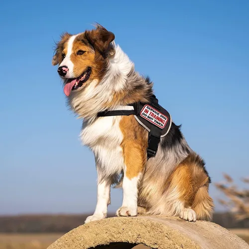 Miniatura 6 de AXEN 10 parches tácticos de moral para arnés de chaleco de perro, parches de gancho y lazo para perro de servicio bordado completo para chaleco 10