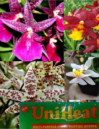 Miniatura 5 de 4 plantas de orquídeas vivas para elegir (Cattleya, Oncidium, Vanda, Dendrobium, Phalaenopsis) (Vandas + paquete de calor)
