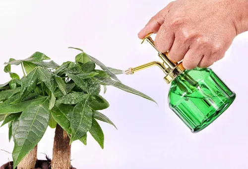 Miniatura 5 de Glass Plant Mister - Botella rociadora de agua de vidrio verde de 6.5 pulgadas con bomba superior dorada, rociador de plantas pequeñas para plantas