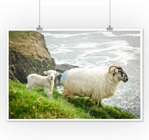 Lantern Press Irlanda, madre oveja con cordero bebé, fotografía A-92045 (póster artístico de pared de 12 x 18, decoración de impresión digital)