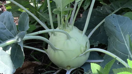 Miniatura 4 de Bienal Colinabo Gigante Col Verde No GMO Heirloom
