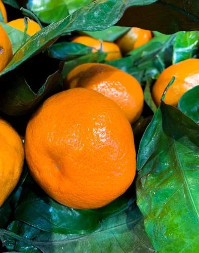Miniatura 4 de Mandarina fresca Satsuma de California (2.5)