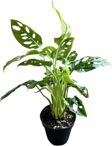 Miniatura 2 de Planta de queso suizo Monstera Adansonii, declaración única y hermosa en cualquier espacio, pulgares verdes hacia arriba y los favoritos