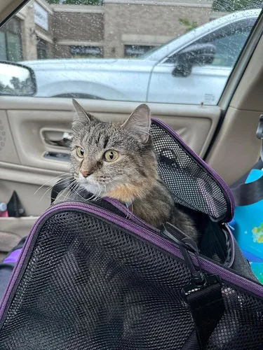 Miniatura 6 de Transportador suave para mascotas para gatos grandes y medianos, 2 gatitos, perros pequeños. Fácil de meter al gato, ideal para gatos a los que